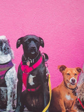 Paul Smith Tops Paul Smith LA Dogs Print Modal Blend T-Shirt W2R-G799-EP2011 79 izzi-of-baslow